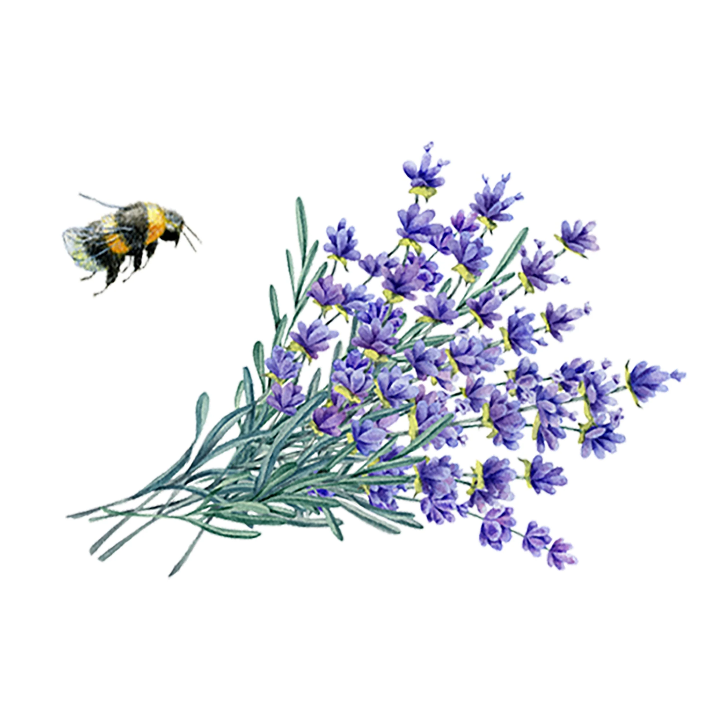 Lavender Essential Oil - Image 2