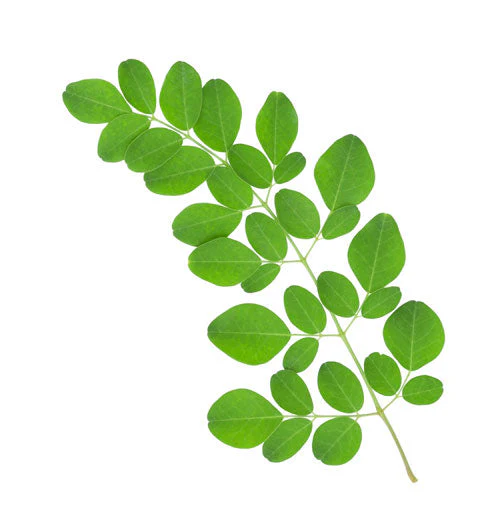 Moringa Powder, Certified Organic - 8 oz - Image 3